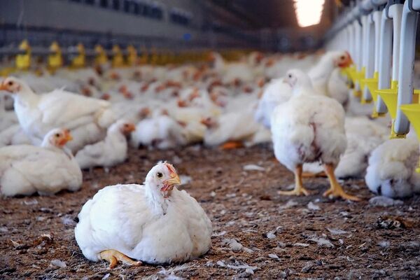 قیمت جوجه گوشتی ایندین ریور