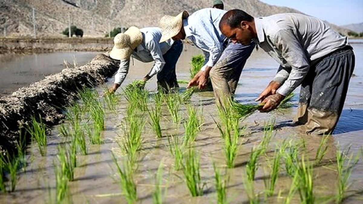 آقای قالیباف! به حضرت عباس انبار‌های ما پر از برنج است/ ویدئو
