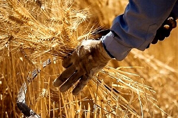 گندمکاران حتما بخوانند/ خبر فوری وزیر جهادکشاورزی درباره پرداخت مطالبات گندمکاران