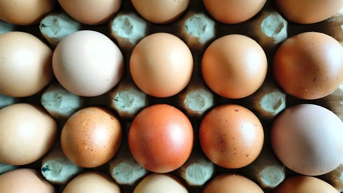قیمت واقعی هر عدد تخم‌مرغ اعلام شد