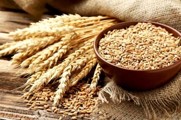 قیمت گندم بالاتر هم می‌رود؟