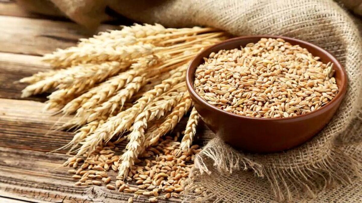 وضعیت ذخایر گندم پاسخگوی نیاز است