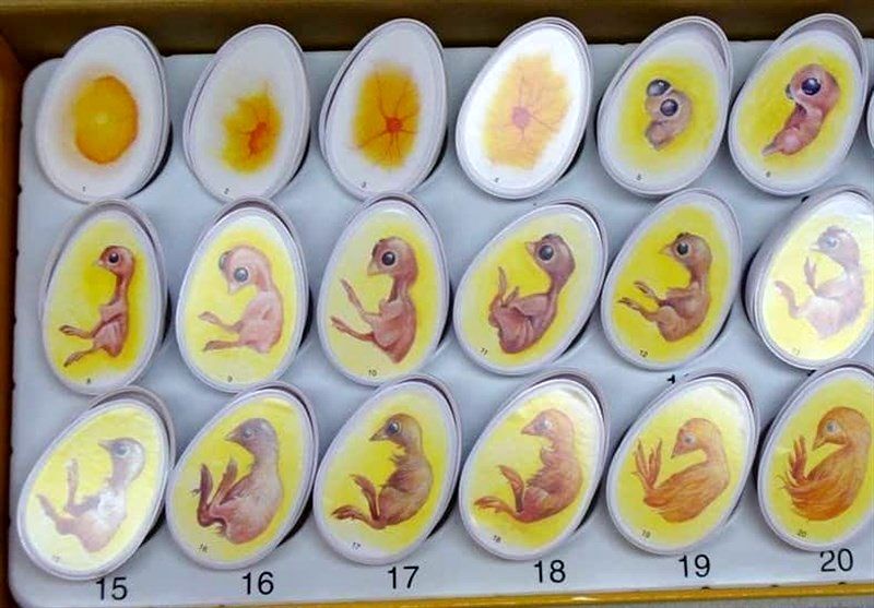 واردات تخم مرغ نطفه دار گوشتی آزاد شد