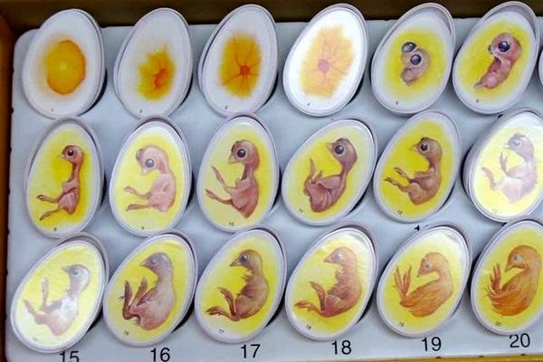 واردات تخم مرغ نطفه دار گوشتی آزاد شد