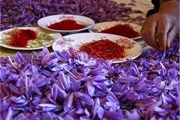 سقوط آزاد قیمت زعفران ایرانی/ ماجرا چیست؟
