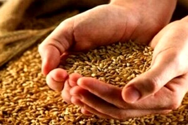 وزیر جهاد قیمت جدید گندم را اعلام کرد