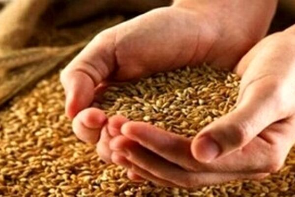 وزیر جهاد قیمت جدید گندم را اعلام کرد