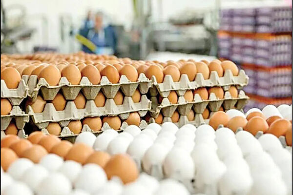 معمای تخم مرغ ۶۰۰ هزار تومانی