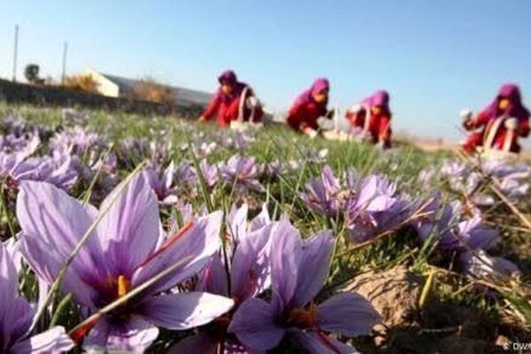 قیمت زعفران کیلویی ۱۰۰ میلیون شد