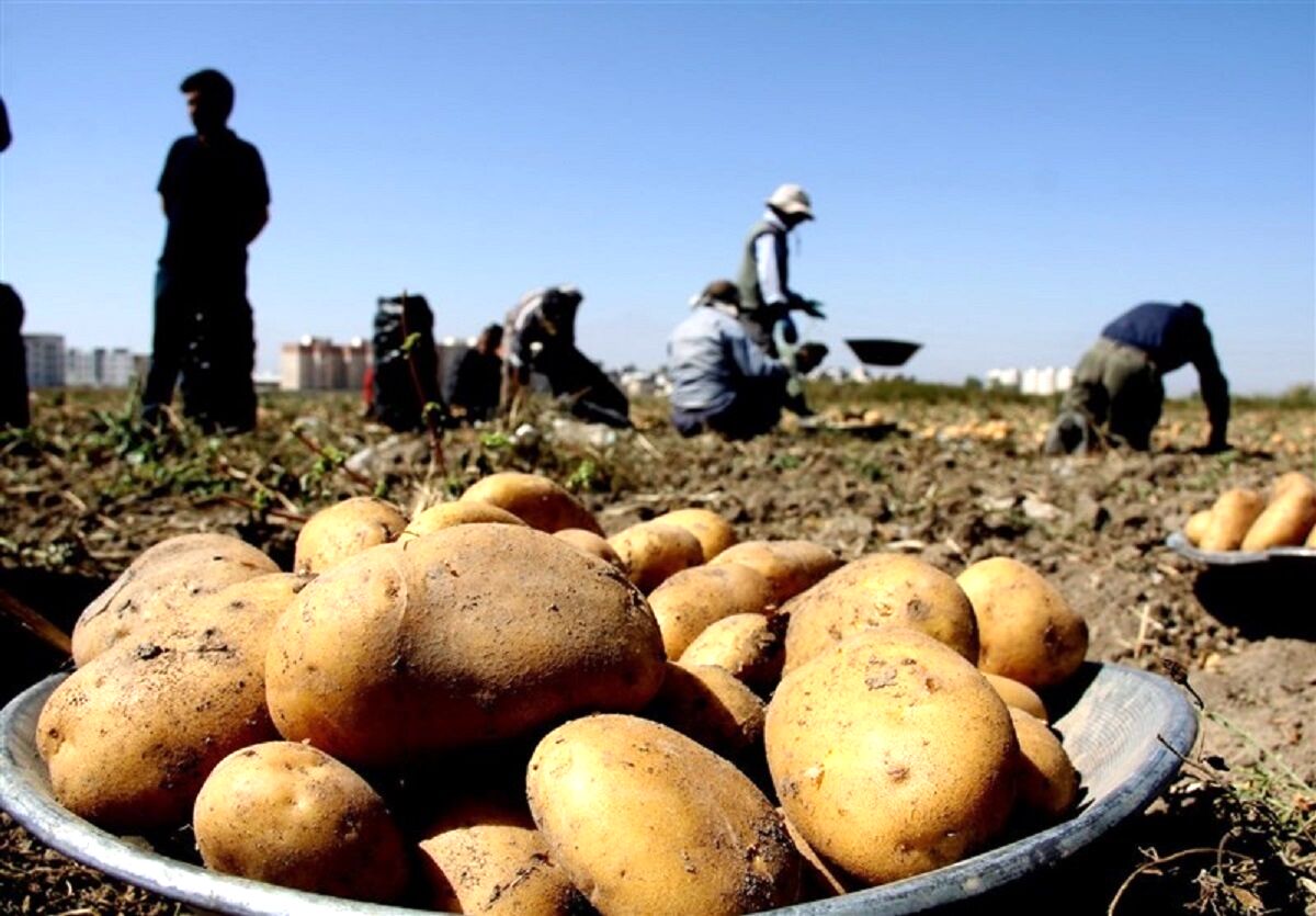 قیمت سیب زمینی کاهشی شد