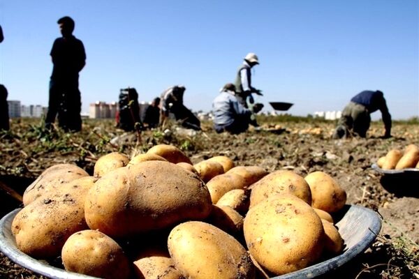 قیمت سیب زمینی کاهشی شد