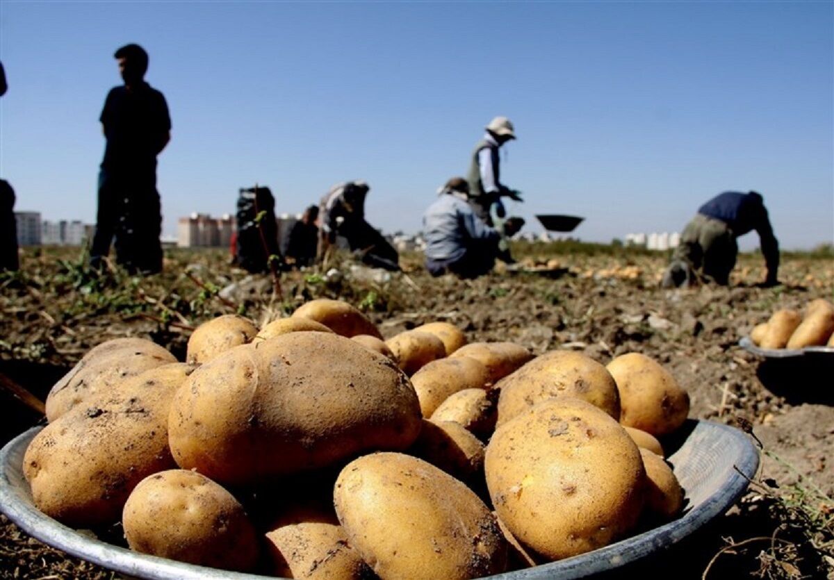 قیمت سیب زمینی کاهشی شد