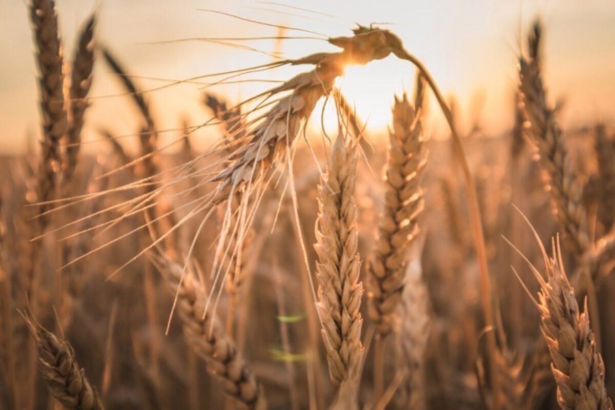 قیمت واقعی گندم چقدر است؟