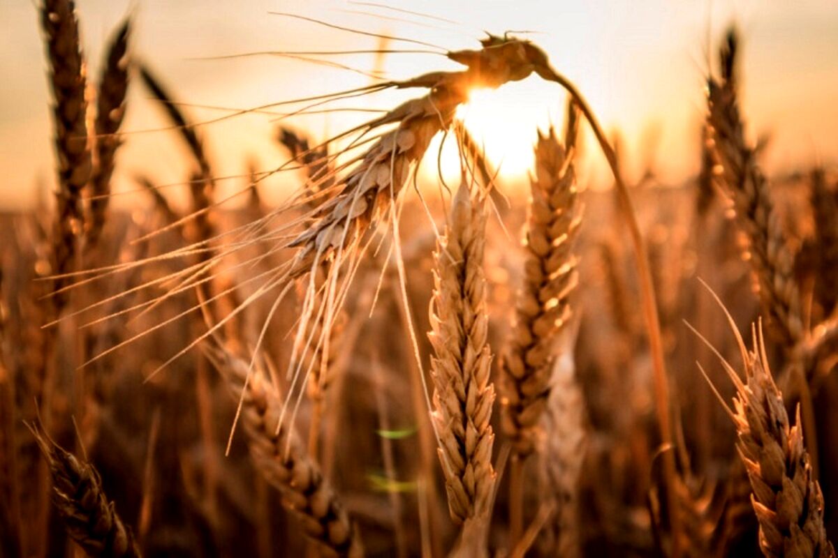 قیمت واقعی گندم چقدر است؟