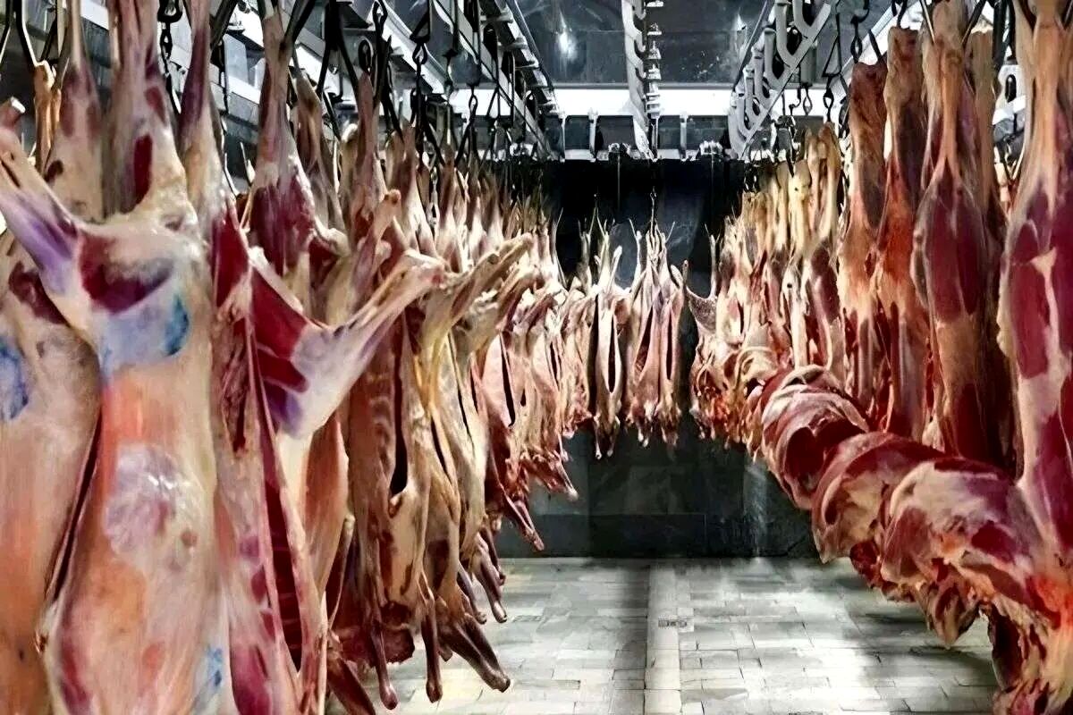 قیمت جدید گوشت قرمز امروز ۲۴ اردیبهشت ۱۴۰۵/ هر کیلوگرم گوشت گوساله و گوسفندی چند شد؟+ جدول