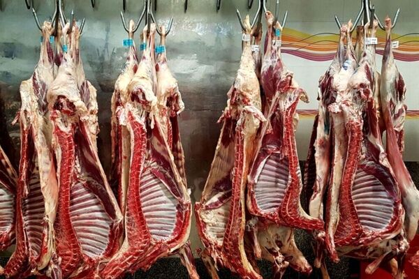 پشت‌پرده صف‌کشی برای گوشت ارزان/ ویدئو
