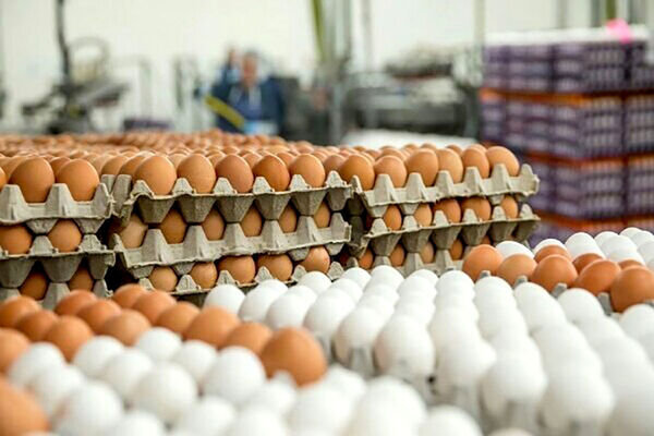 قیمت تخم مرغ به ۵ هزار تومان رسید