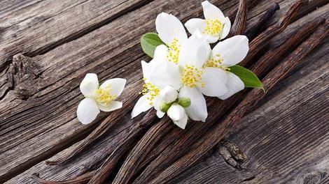 مراحل برداشت ده‌ها تن وانیل توسط کشاورزان ماداگاسکاری/ویدئو