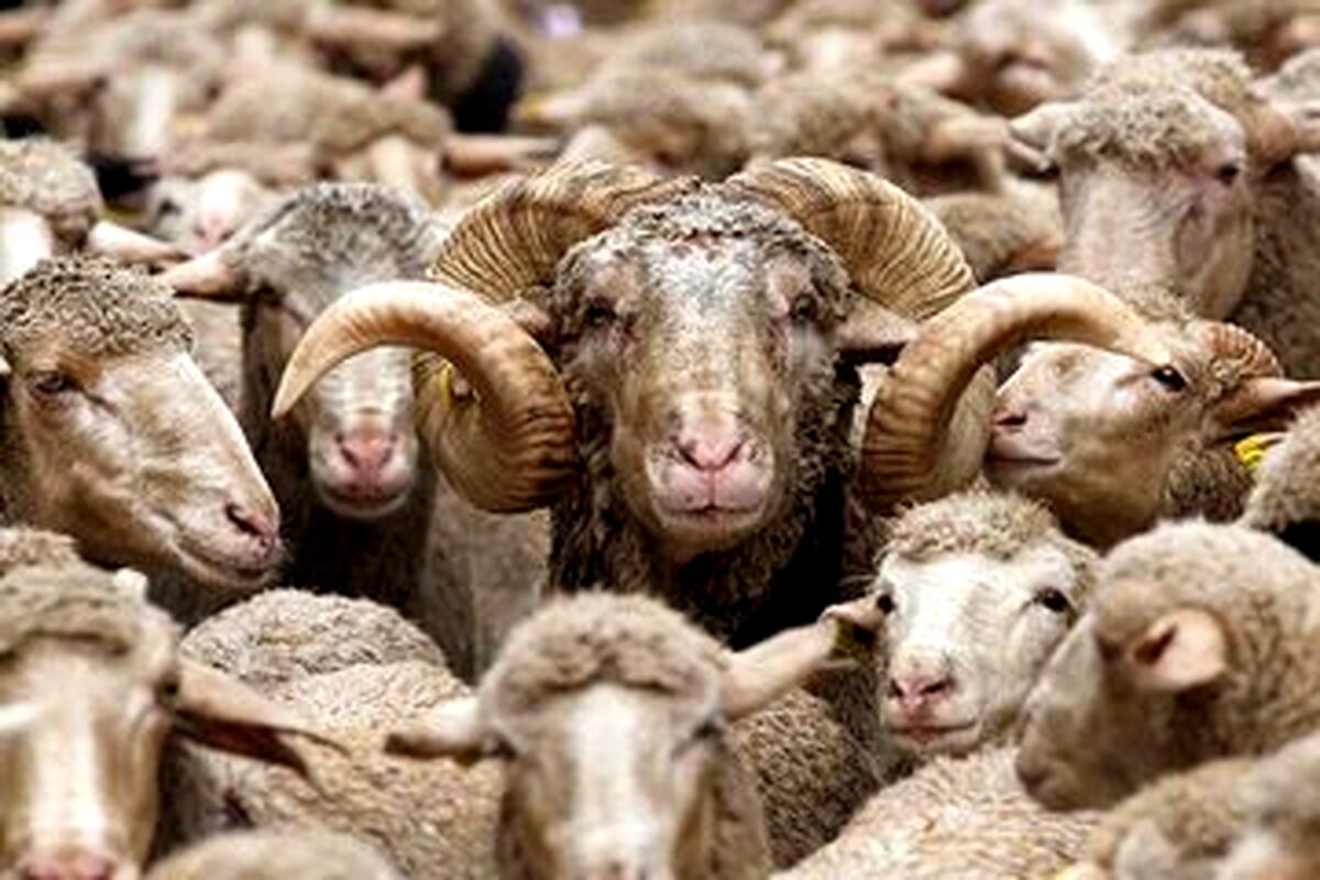 قیمت جدید دام‌زنده امروز ۲۱ آبان ۱۴۰۳/ گوسفند در تهران گران شد 


