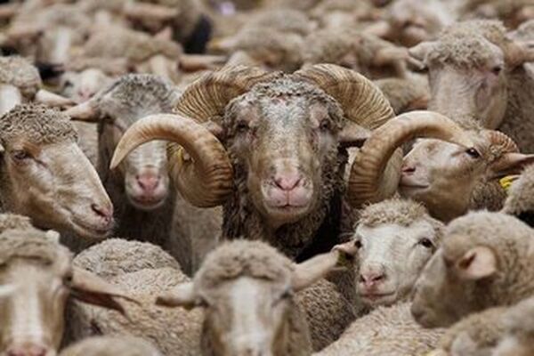 قیمت جدید دام‌زنده امروز ۲۱ آبان ۱۴۰۳/ گوسفند در تهران گران شد 

