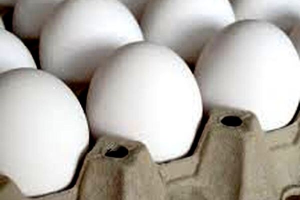 افزایش شدید قیمت تخم مرغ