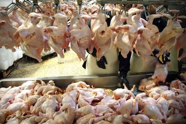 درخواست افزایش قیمت مرغ به ۸۵ هزار تومان؟