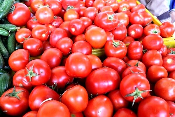 چرا گوجه های ایران از عراق برگشت خورد؟

