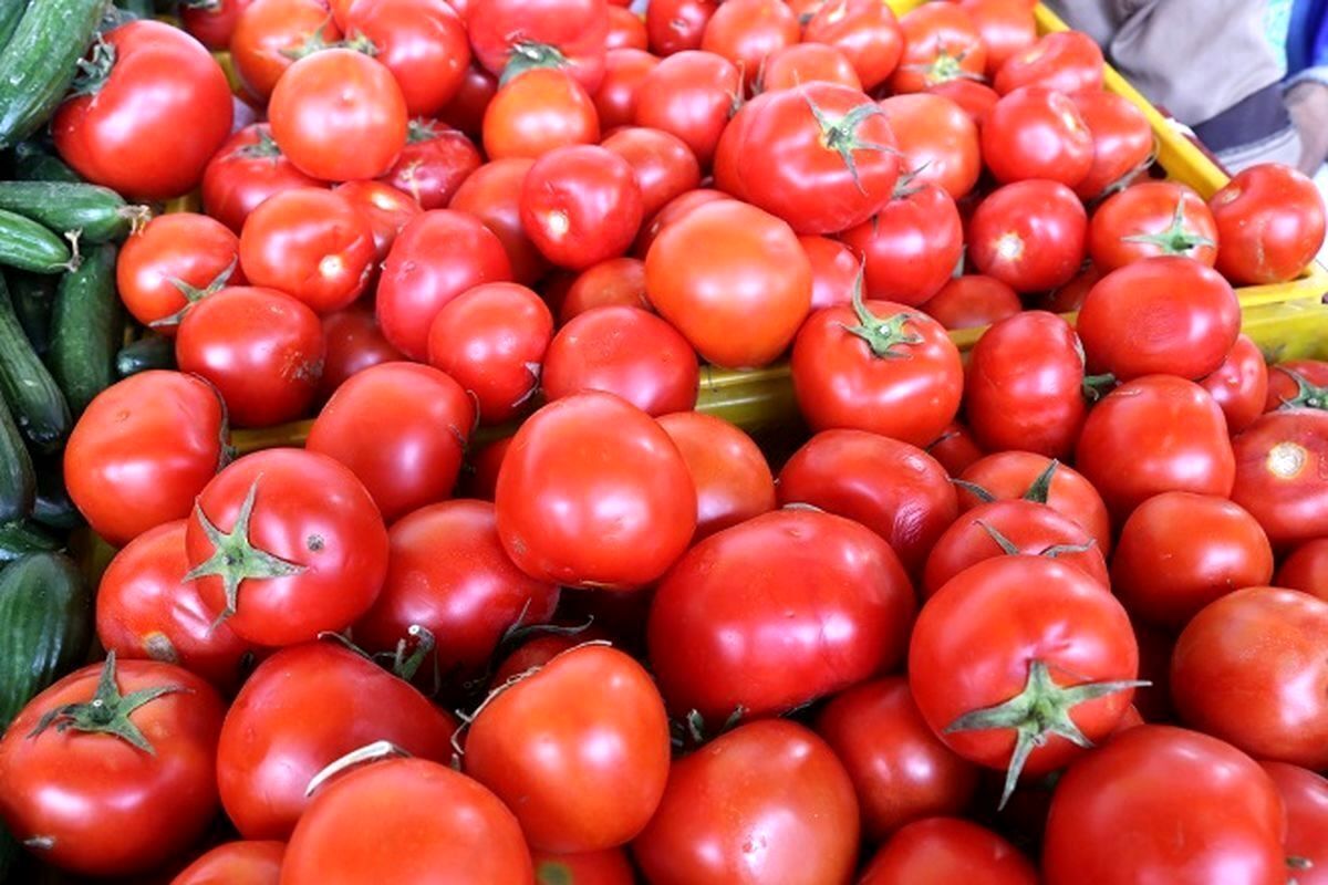 چرا گوجه های ایران از عراق برگشت خورد؟

