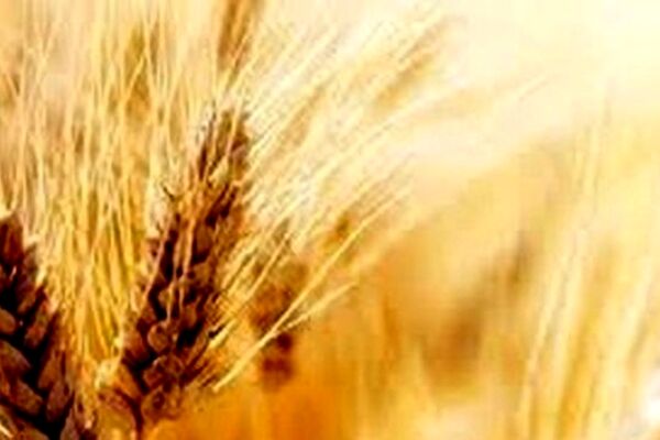 نرخ واقعی گندم چقدر است؟