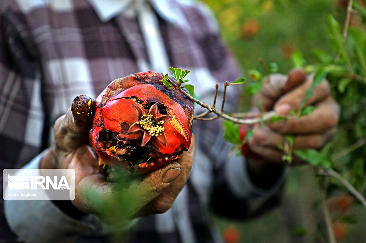 ۶۰۰ میلیارد تومان غرامت در سال زراعی اخیر به کشاورزان پرداخت شد 