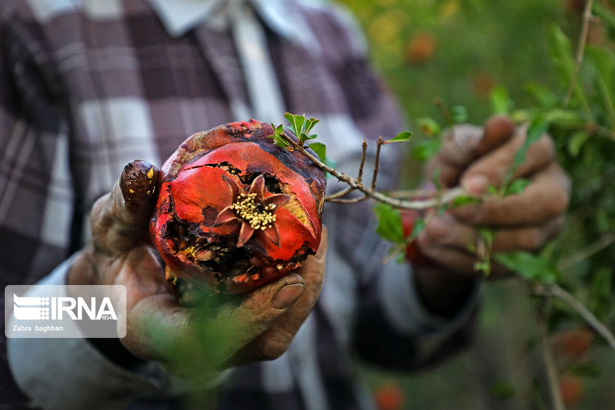 ۶۰۰ میلیارد تومان غرامت در سال زراعی اخیر به کشاورزان پرداخت شد 