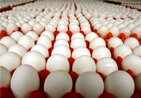 صادرات تخم مرغ ممنوع شد