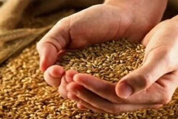 امسال قیمت گندم چه تغییری می‌کند؟