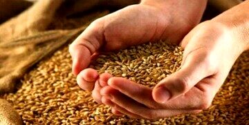 امسال قیمت گندم چه تغییری می‌کند؟