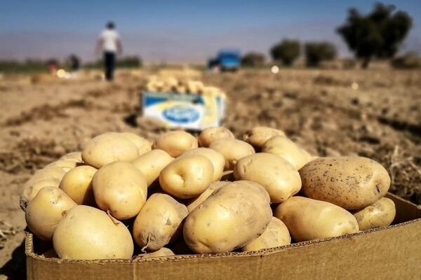 سیب‌زمینی بالاتر از این قیمت گران‌فروشی است