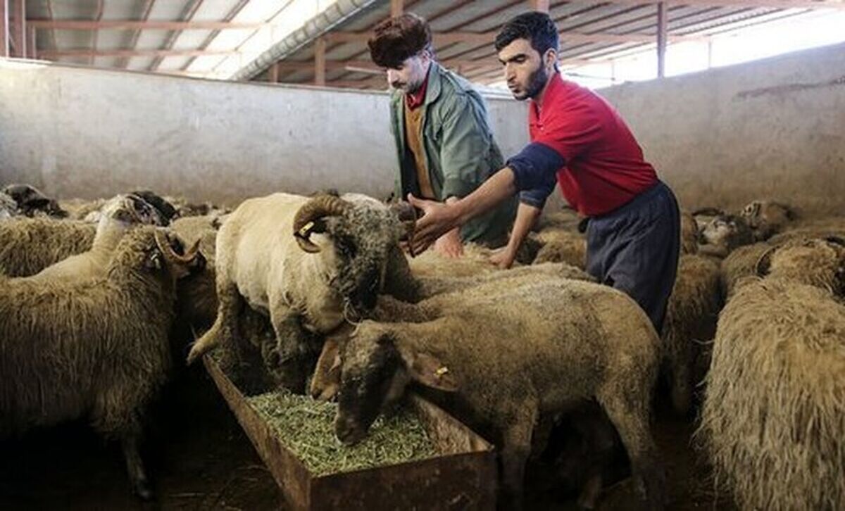 دام‌زنده ارزان شد