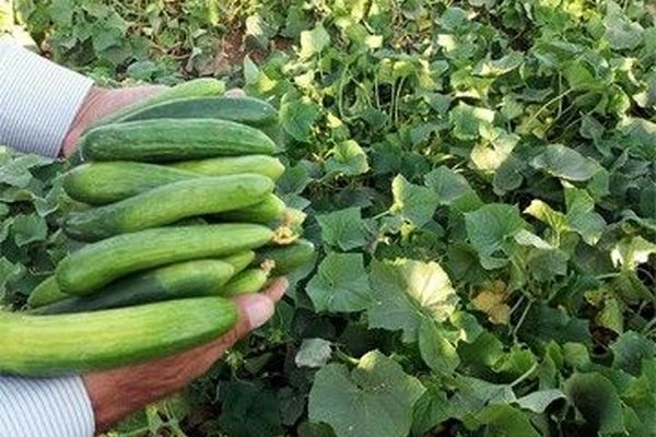 خیار و کاهو چرا کالای لوکس شد؟